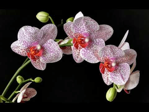 10 Simple Methods To Rearrange Flowers In A Sq Vase